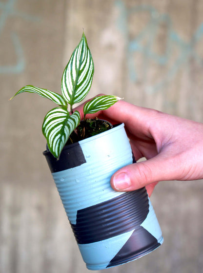 Upcycle pots spring 2024