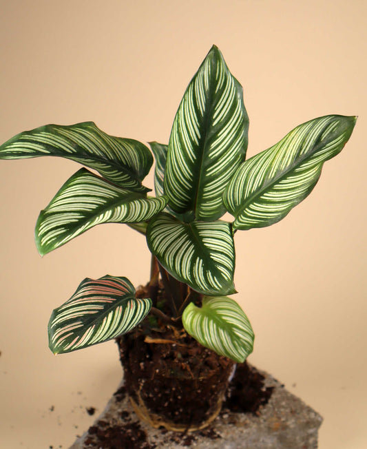 Goeppertia elliptica