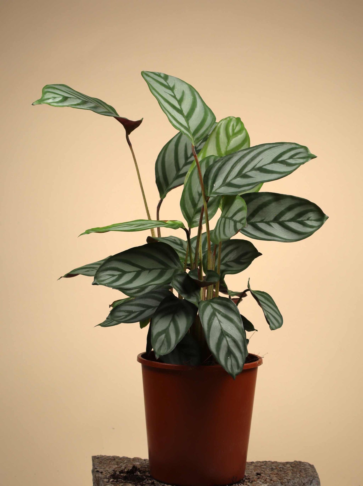 Calathea 'freddie' (goeppertia concinna)