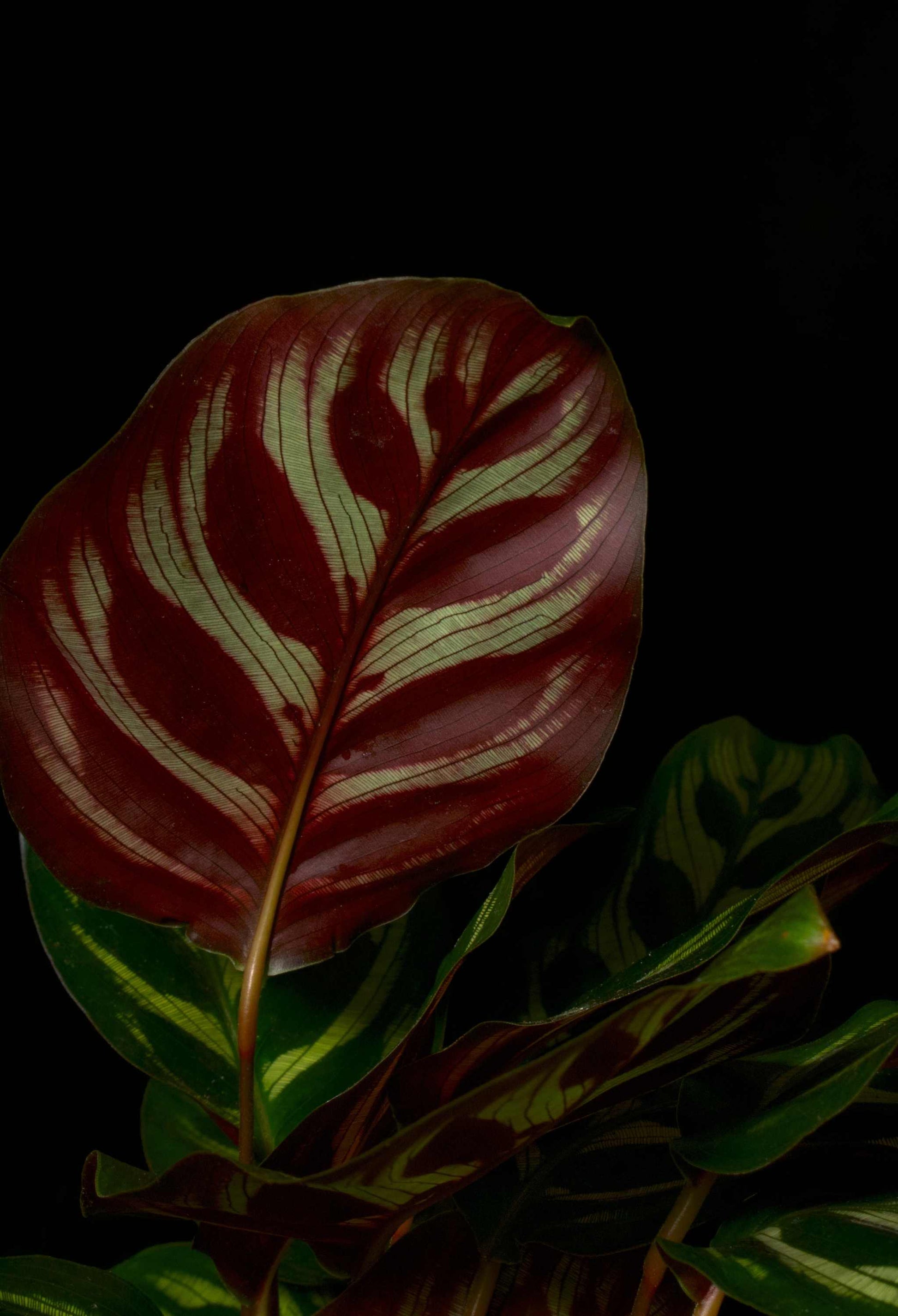 Calathea makoyana ' Påfågelsblad'