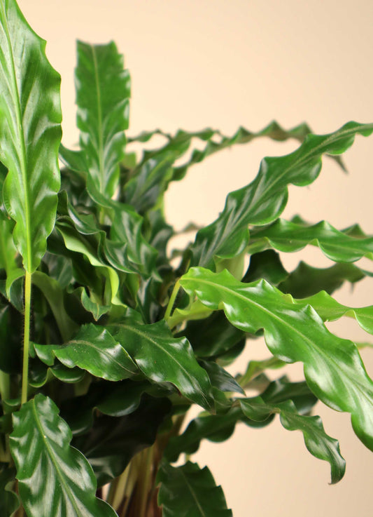Calathea rufibarba