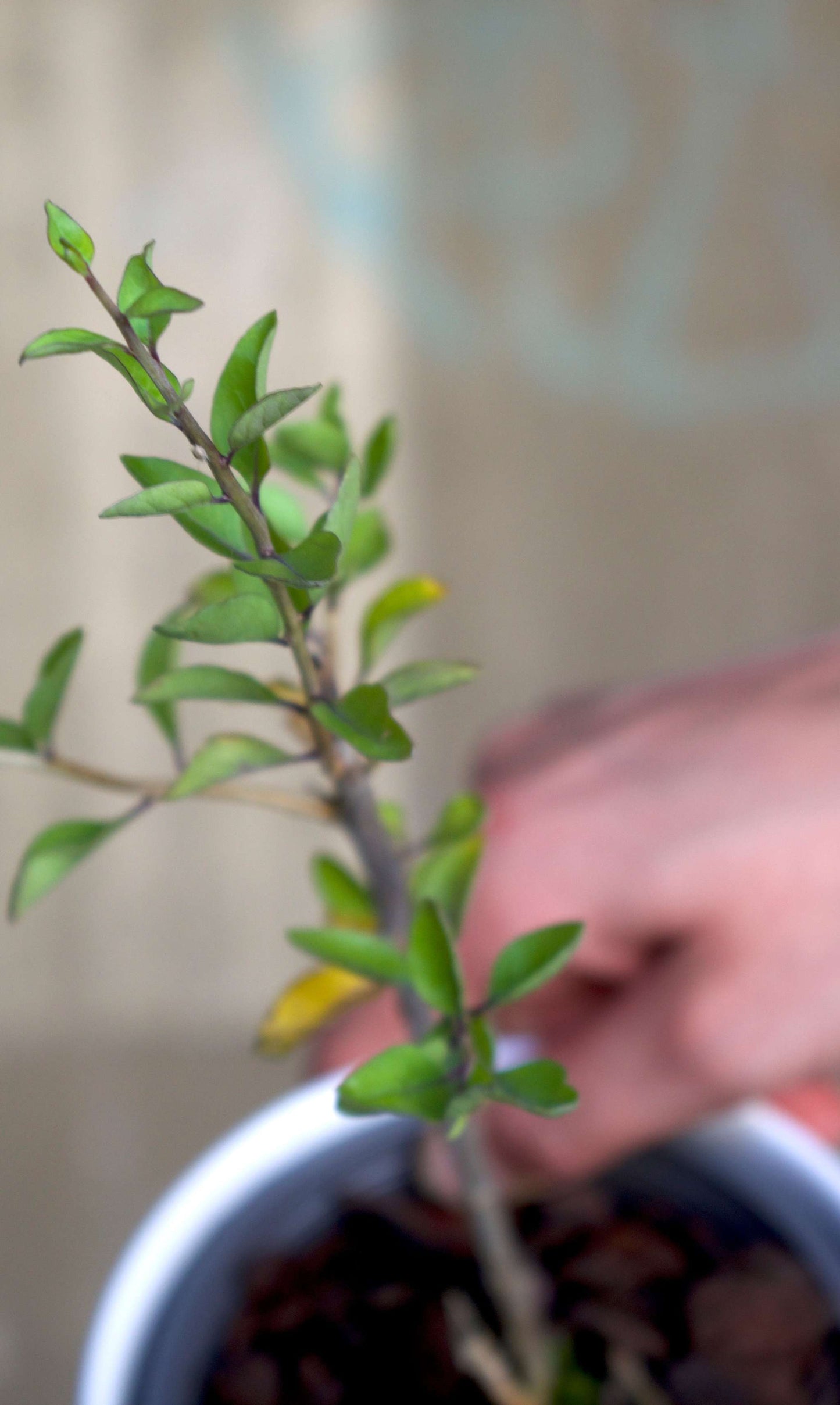 Gojiberry bush 'Lycium Barbarum'