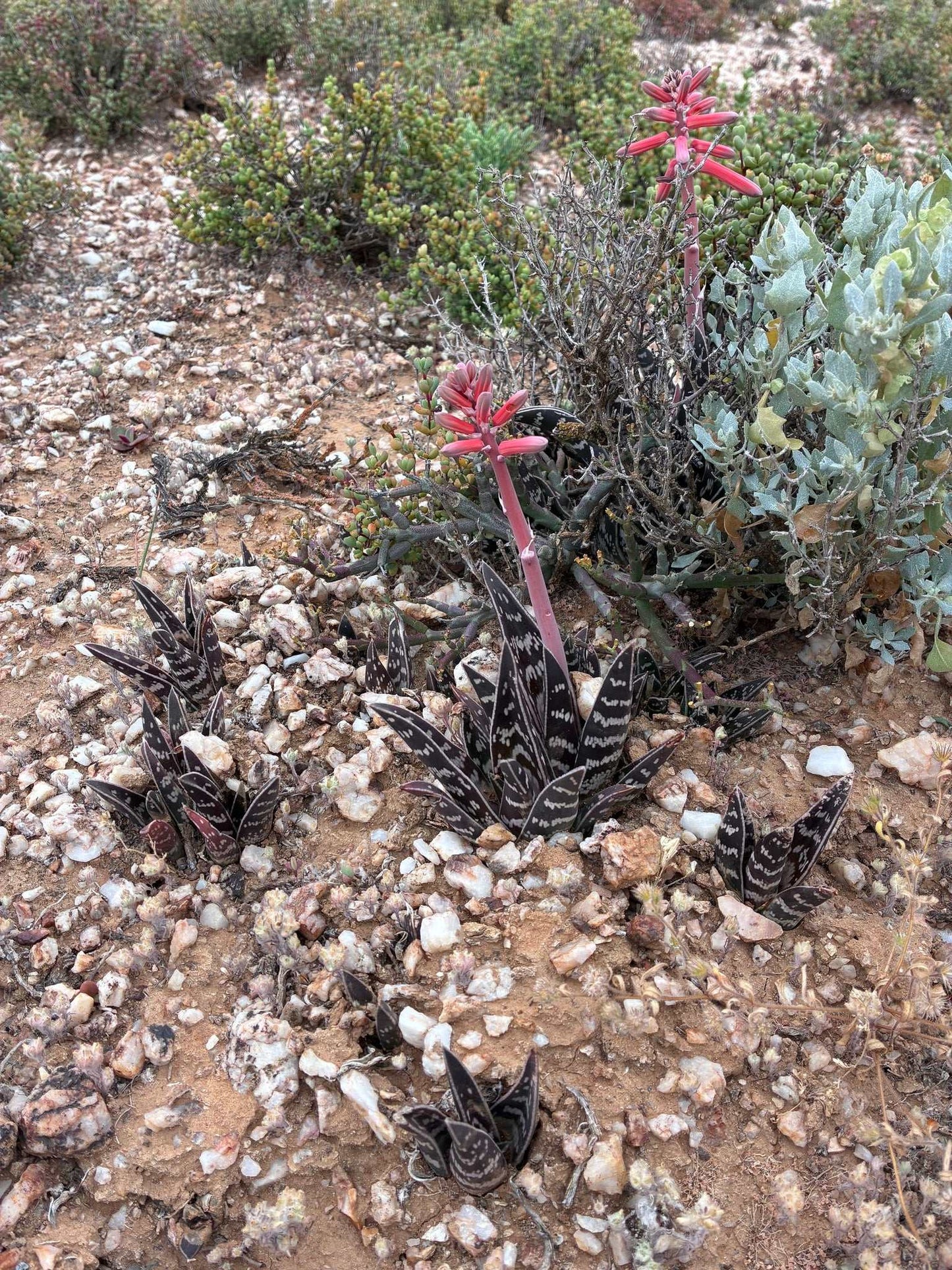 Sebra-aloe | Aloe variegata