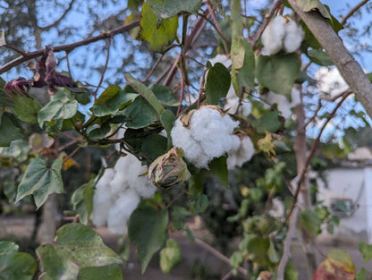 Westindischer Baumwollbaum, 'Gossypium Barbadense' 