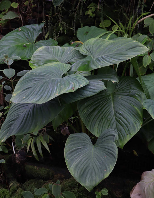 Philodendron grandipes