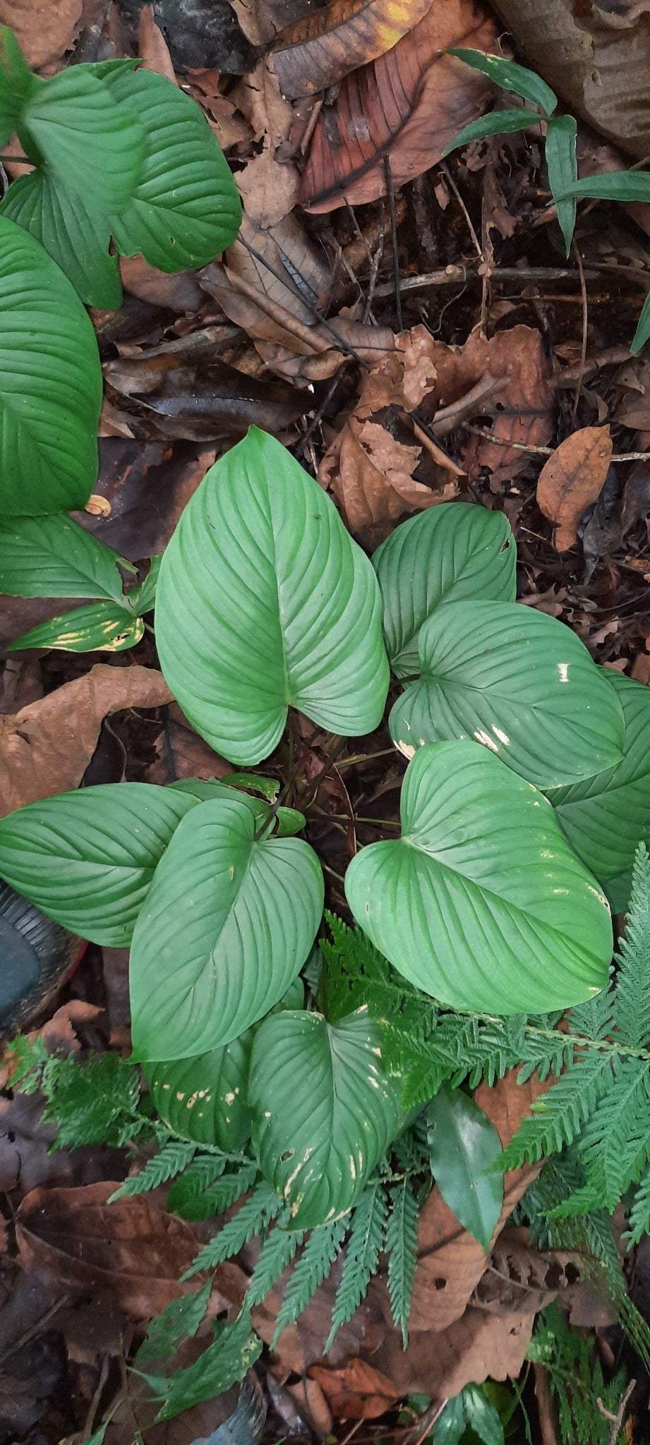 Philodendron grandipes