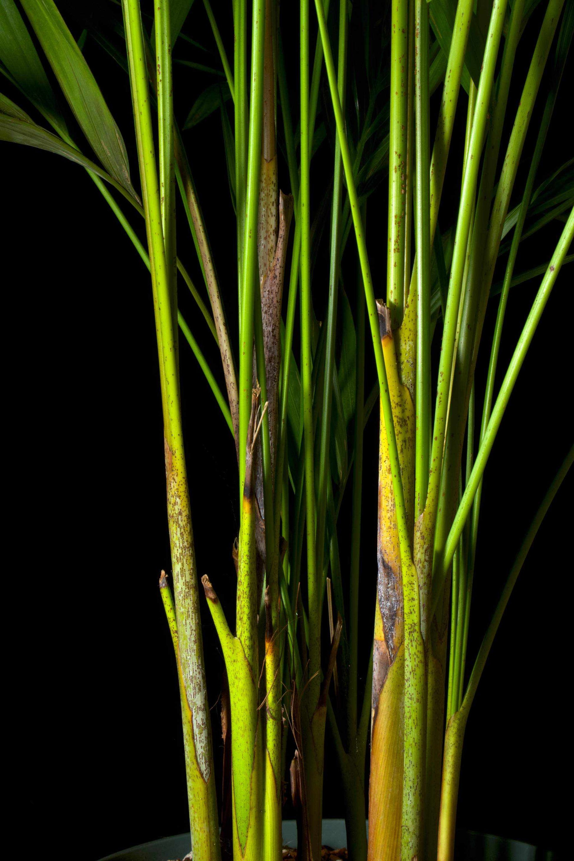 areca palm brown spots on stems Buy Dypsis lutescens | Tropical Potted Plants Online