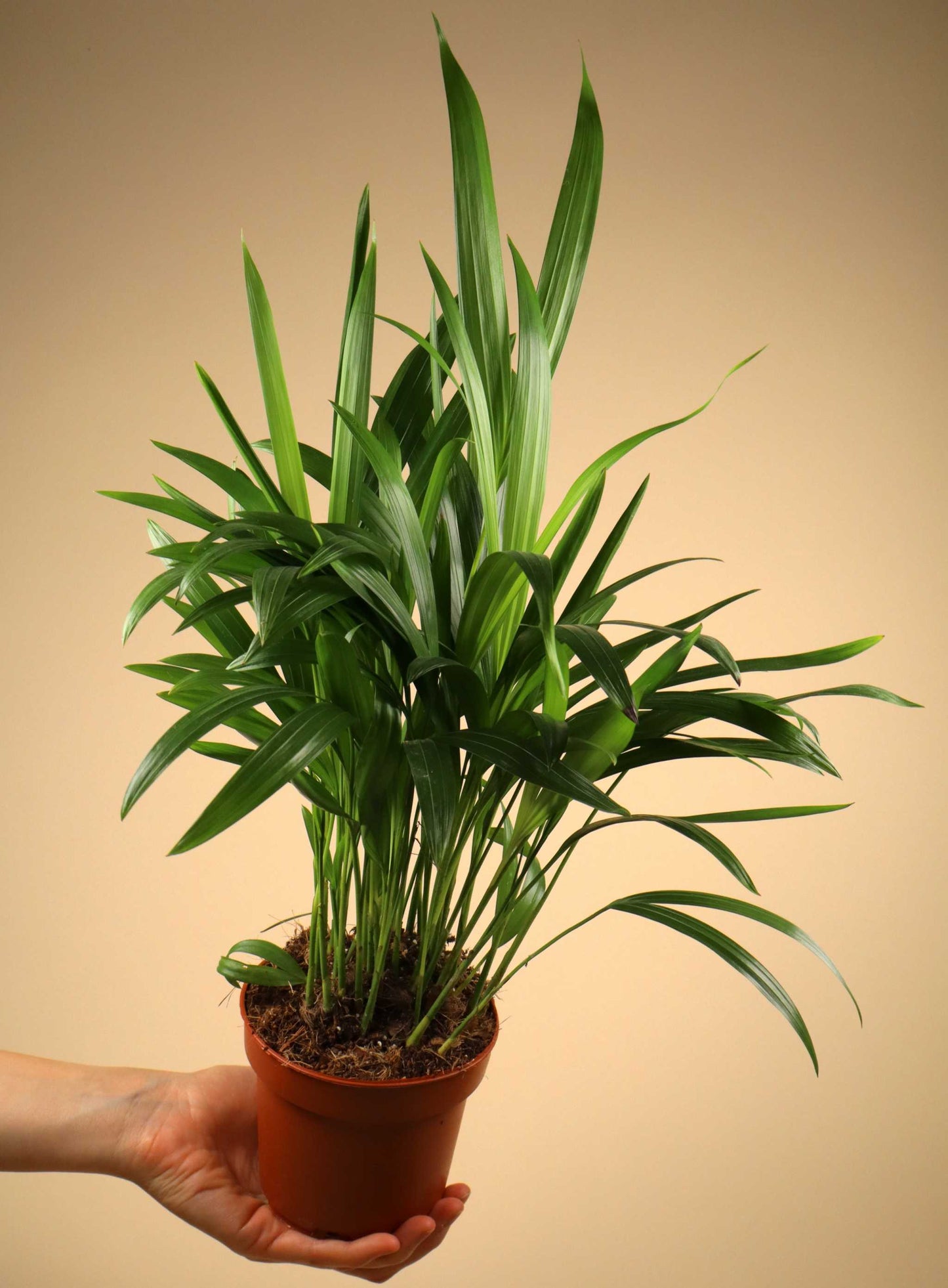 Dypsis lutescens 'Guldpalm'