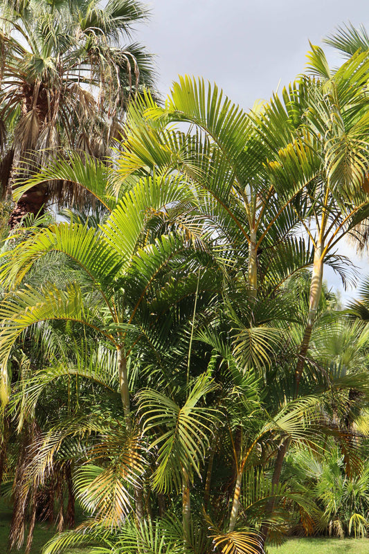 Dypsis lutescens 'Guldpalm'