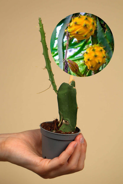 Gul Drakfrukt | Pitaya