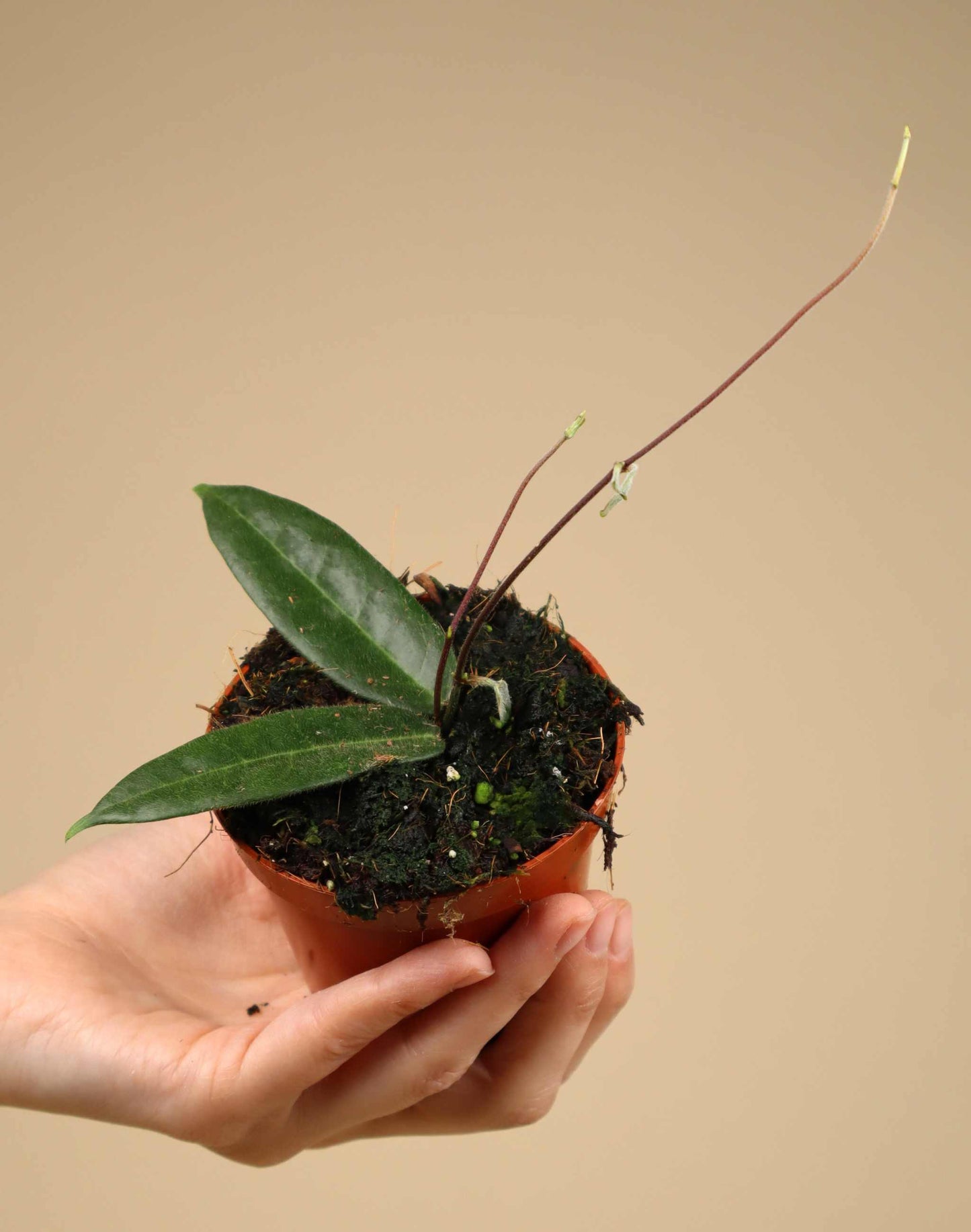 Hoya hypolasia
