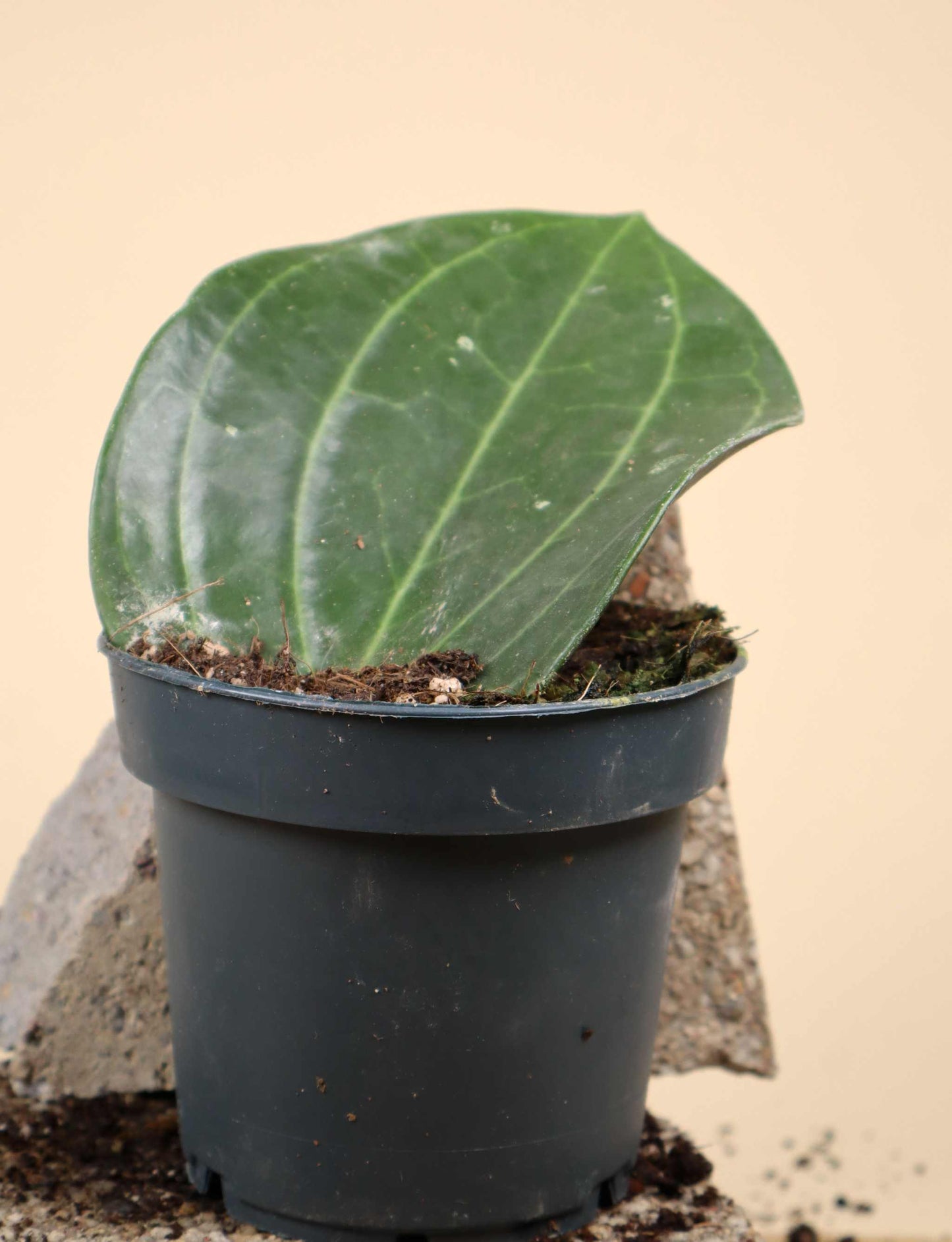 Hoya latifolia