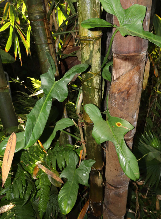 Philodendron hastatum 'Silver Sword'