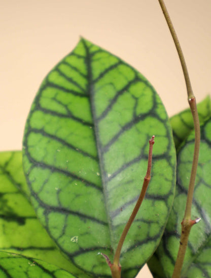 Hoya callistophylla