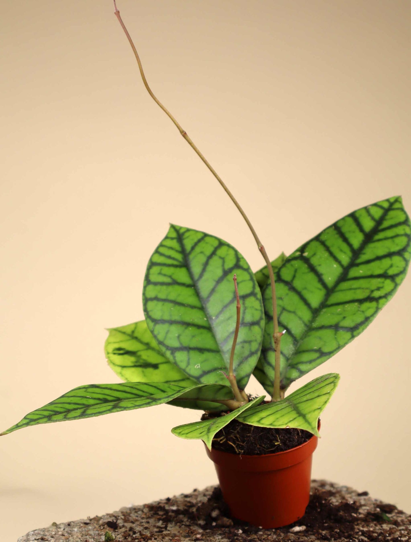 Hoya callistophylla
