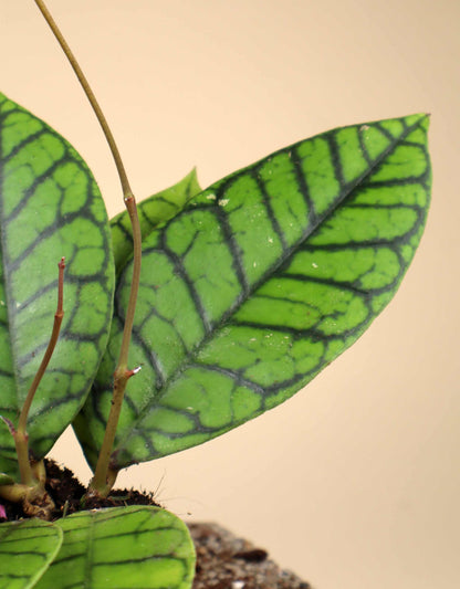 Hoya callistophylla