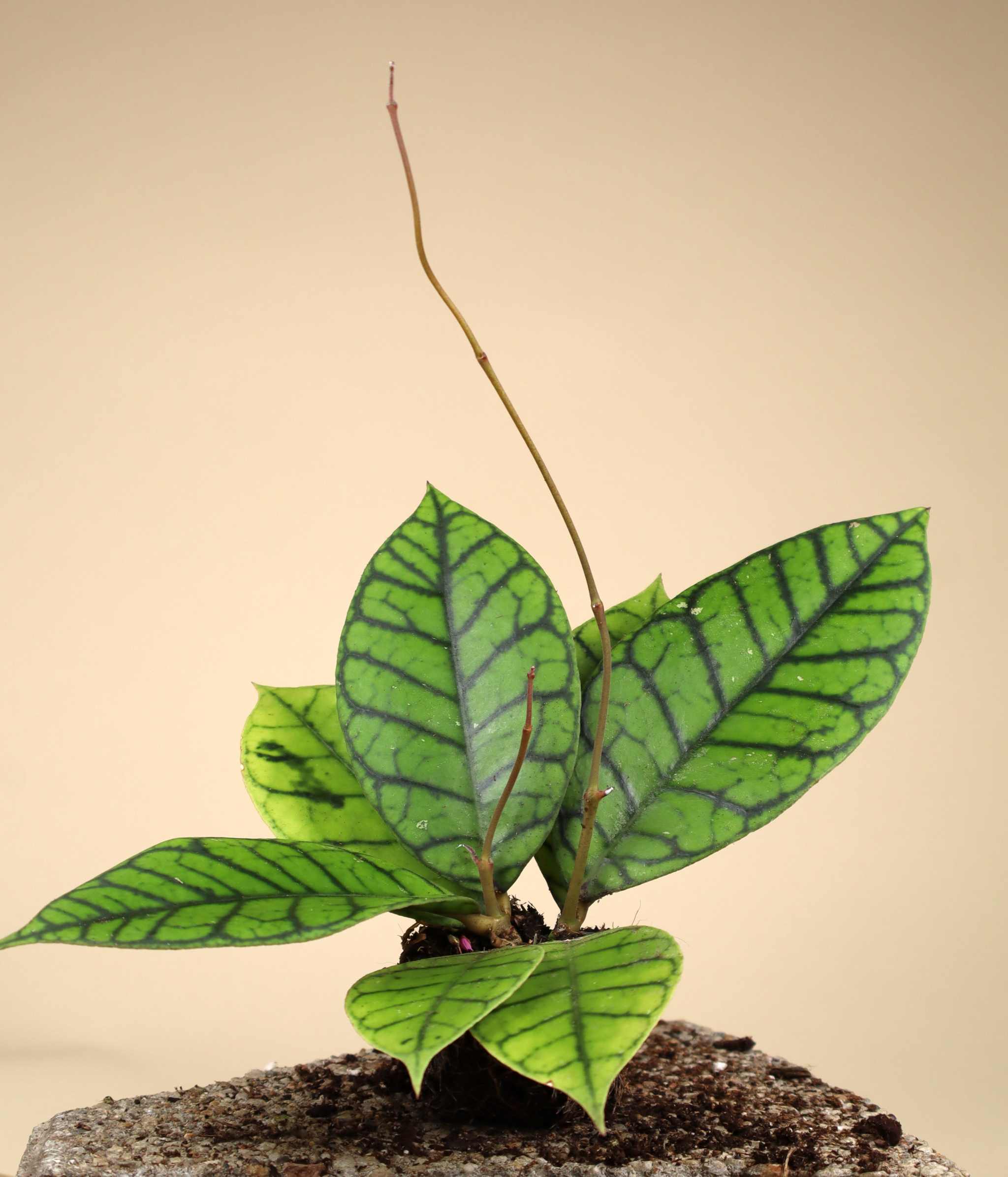 Hoya Callistophylla | Buy Unusual Porcelain Flowers Online – Ormbunker