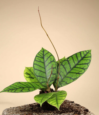 Hoya callistophylla