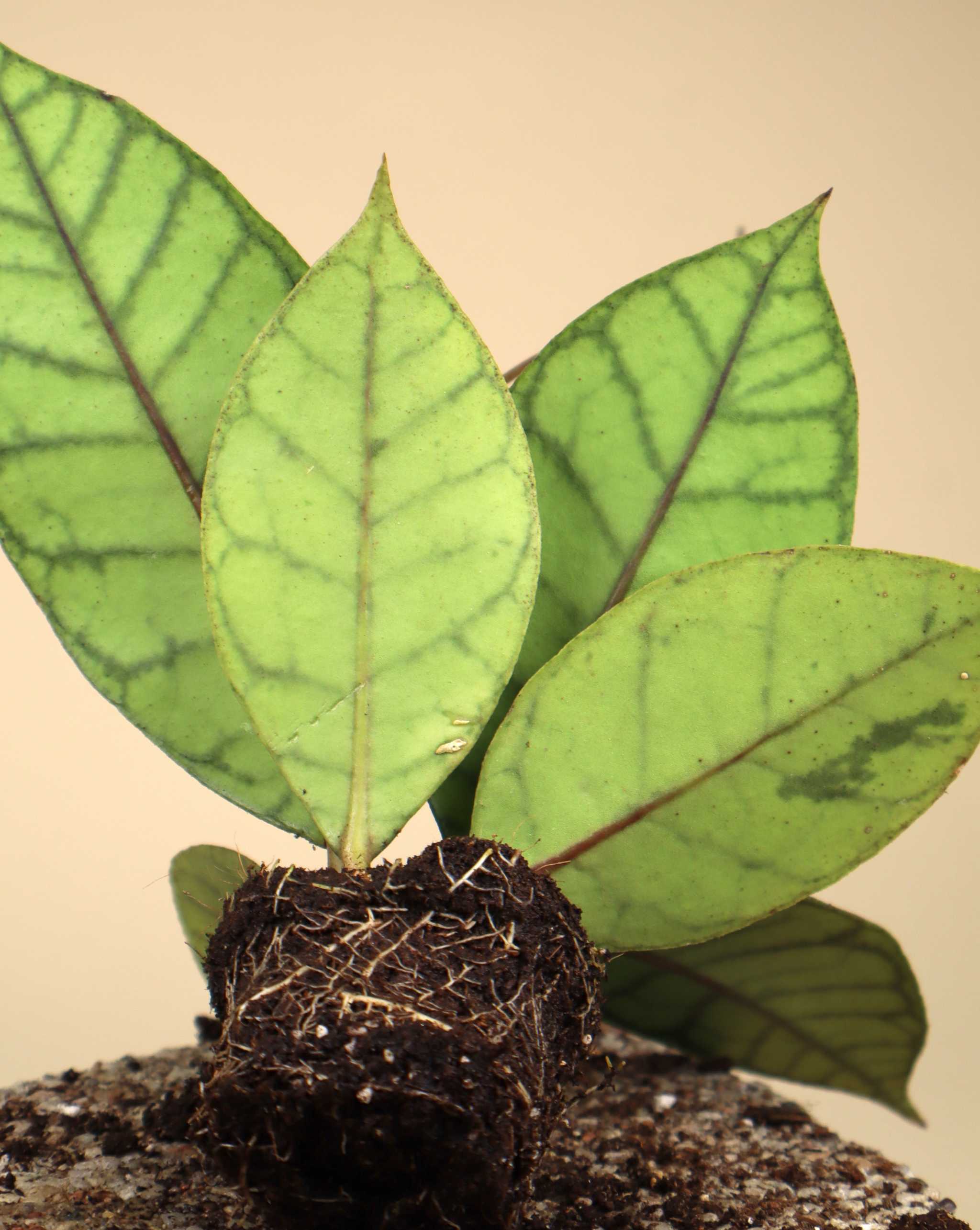 Hoya Callistophylla | Buy Unusual Porcelain Flowers Online – Ormbunker
