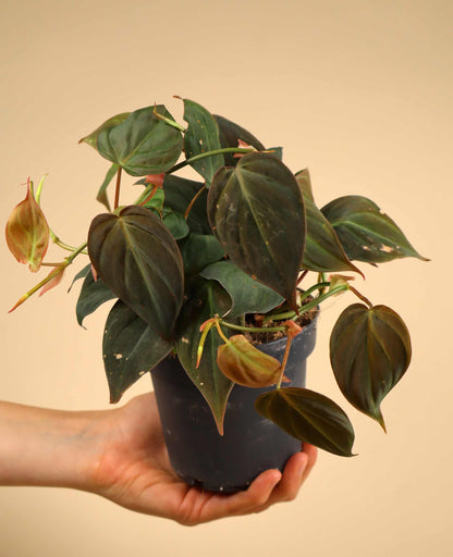 Philodendron hederaceum var. hederaceum 'Micans'