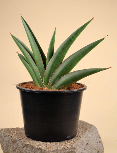 Sansevieria 'Helios Twisted'