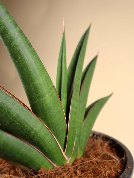 Sansevieria 'Helios Twisted'