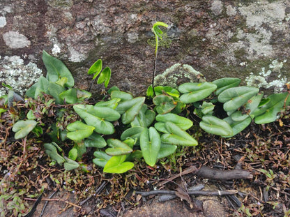 Hemionitis arifolia (Pilbräken)