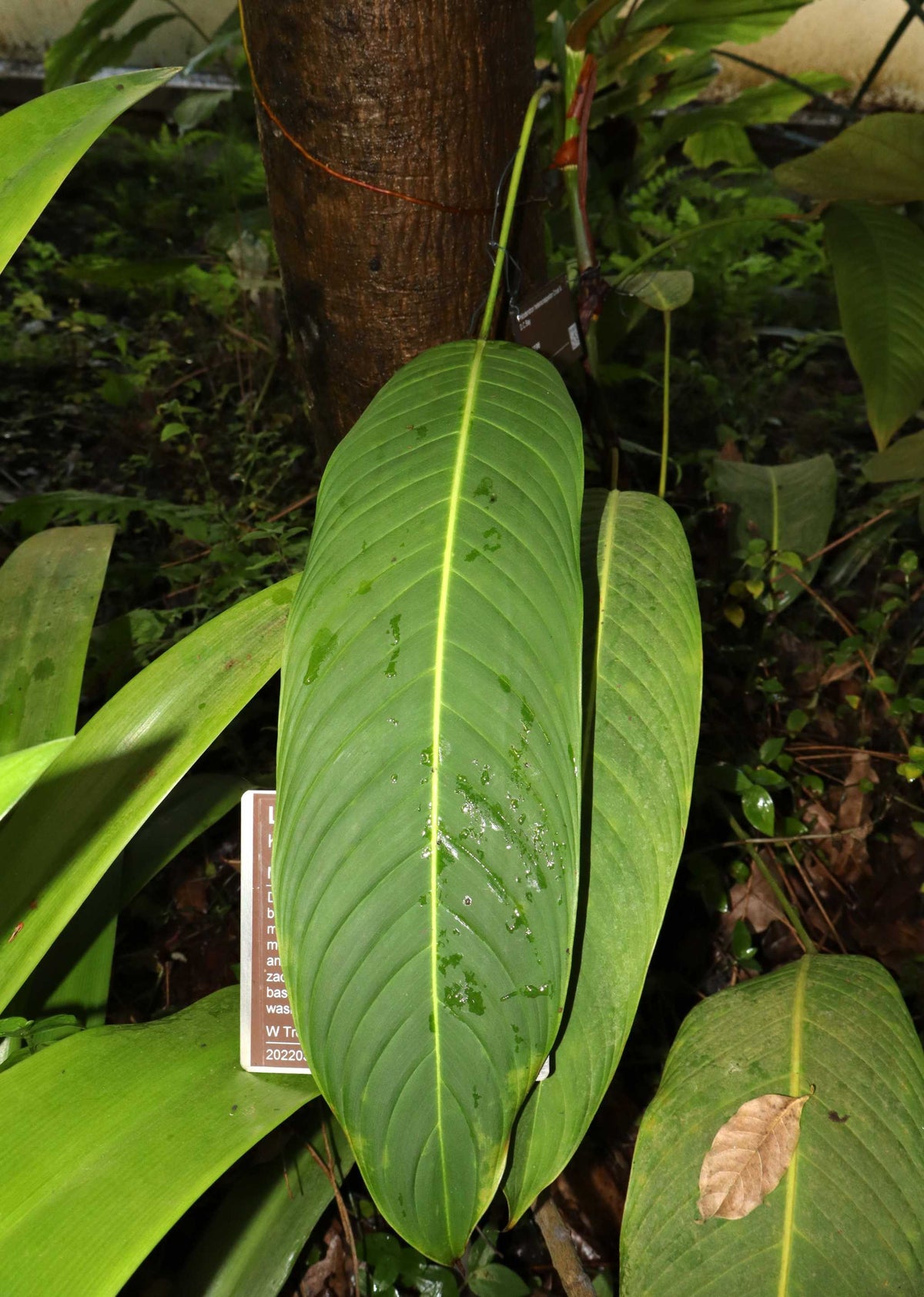 Philodendron heterocraspedon