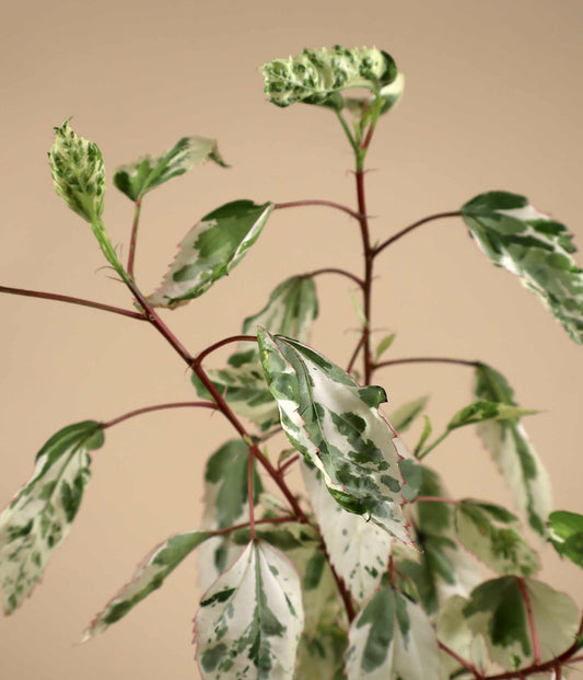 Hibiscus × rosa-sinensis 'Variegated'