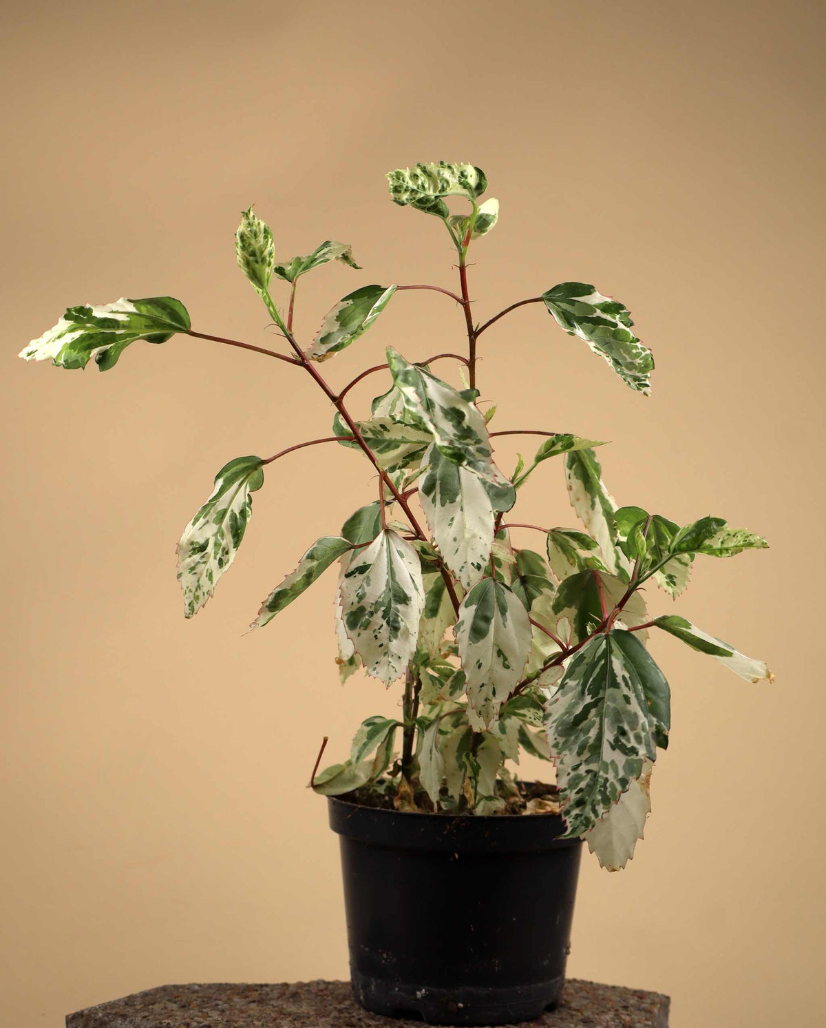 Hibiscus × rosa-sinensis 'variegata'