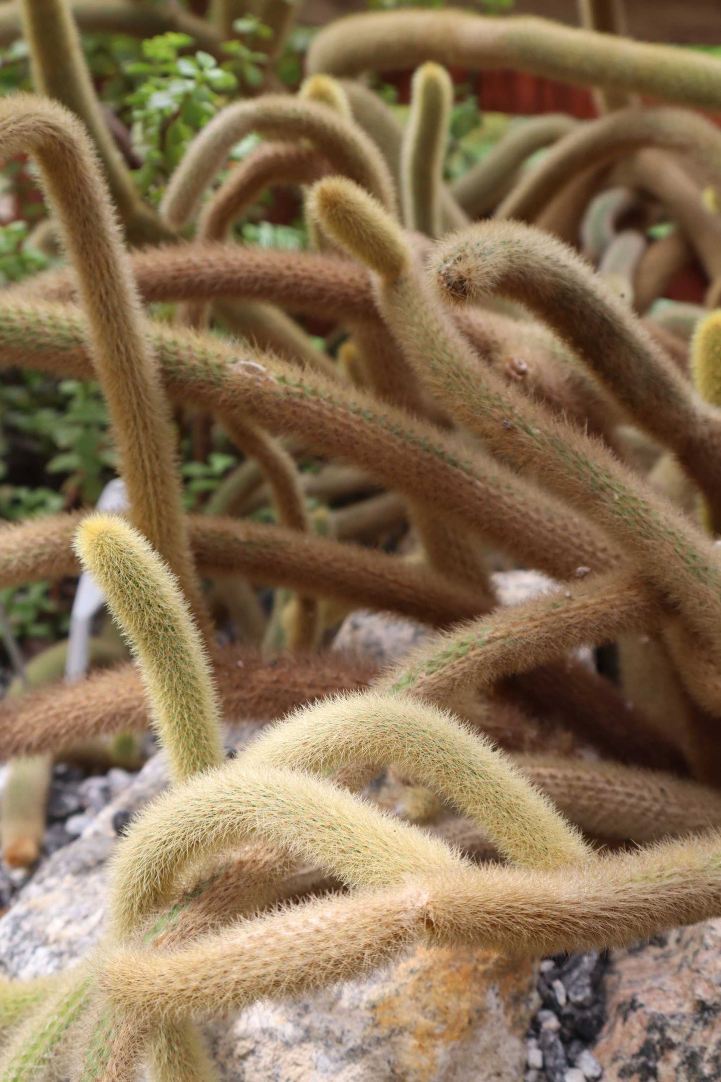 Hildewintera colademononis - Apsvans Kaktus