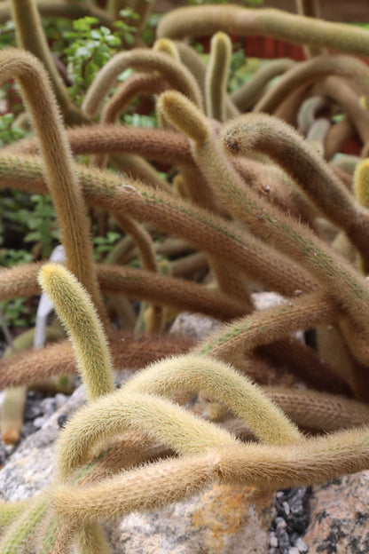 Hildewintera colademononis - Apsvans Kaktus