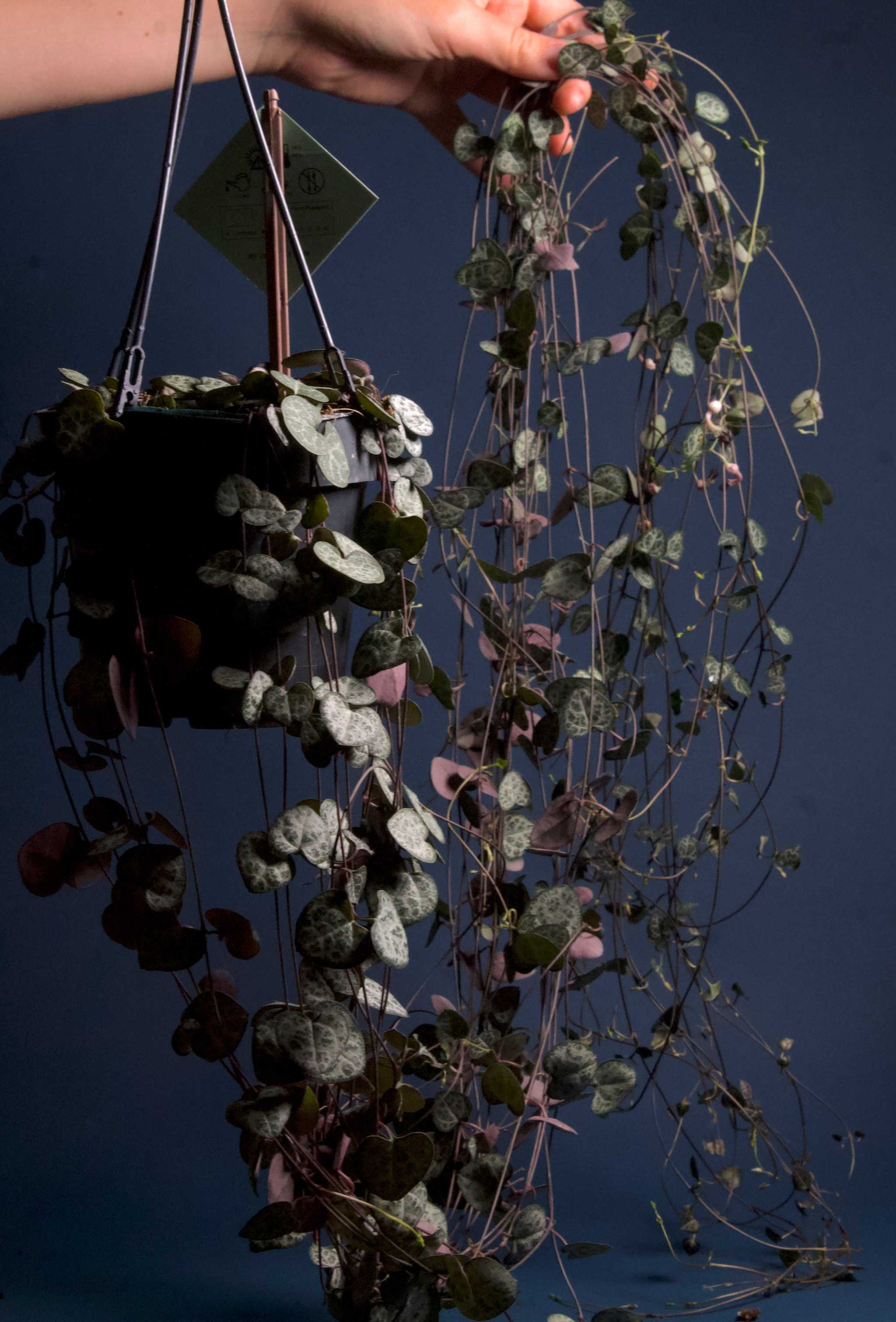 Hjärtan på tråd, 'Ceropegia woodii' variegata