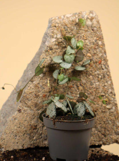 String of hearts 'Ceropegia woodii'