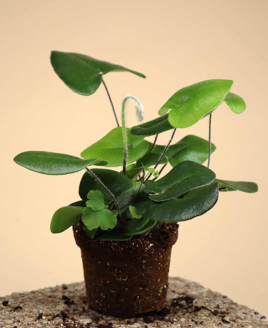 Hemionitis arifolia (Willow Fern)