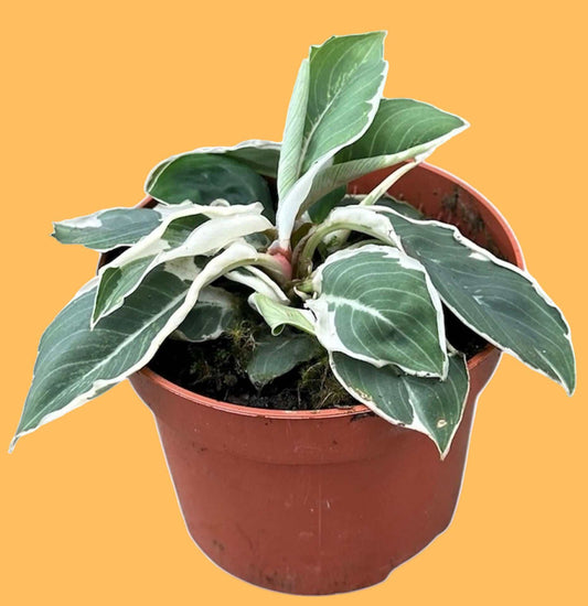 Adelonema wallisii Variegata - Förbeställning