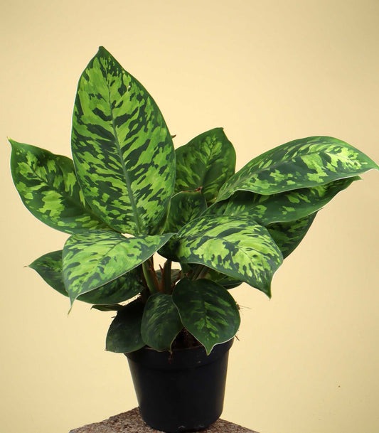 Adelonema wallisii ('Homalonema camouflage')
