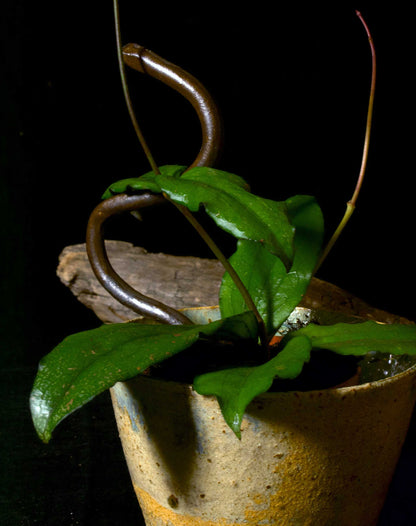 Hoya erythrina