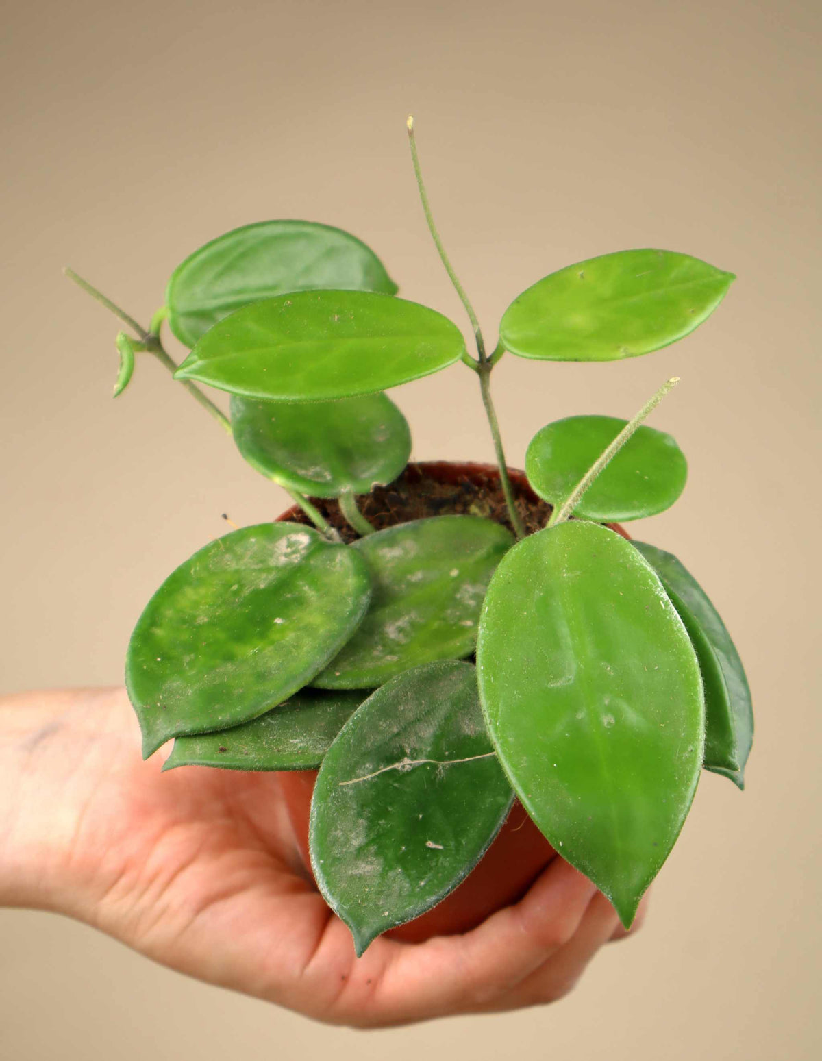 Hoya vangviengiensis