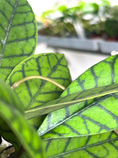 Hoya callistophylla