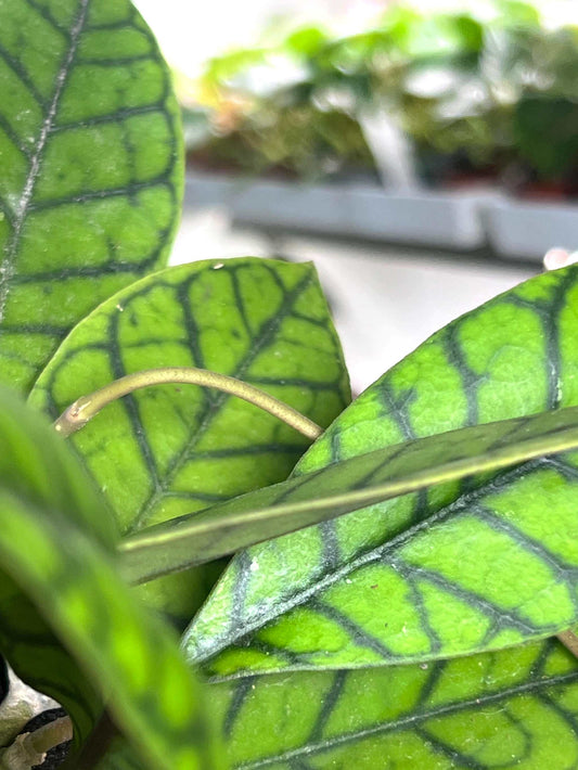 Hoya callistophylla