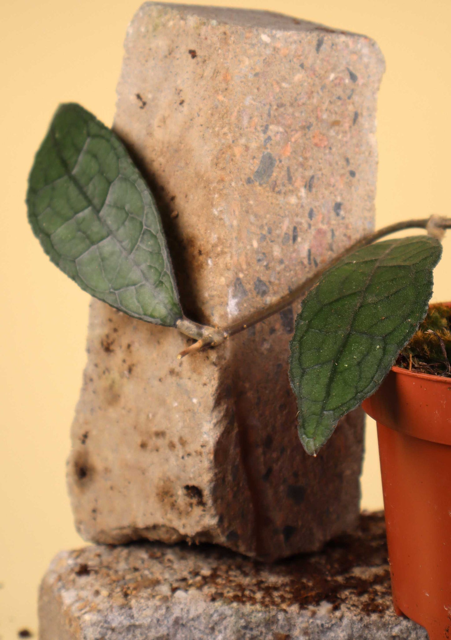 Hoya aff. clemensiorum