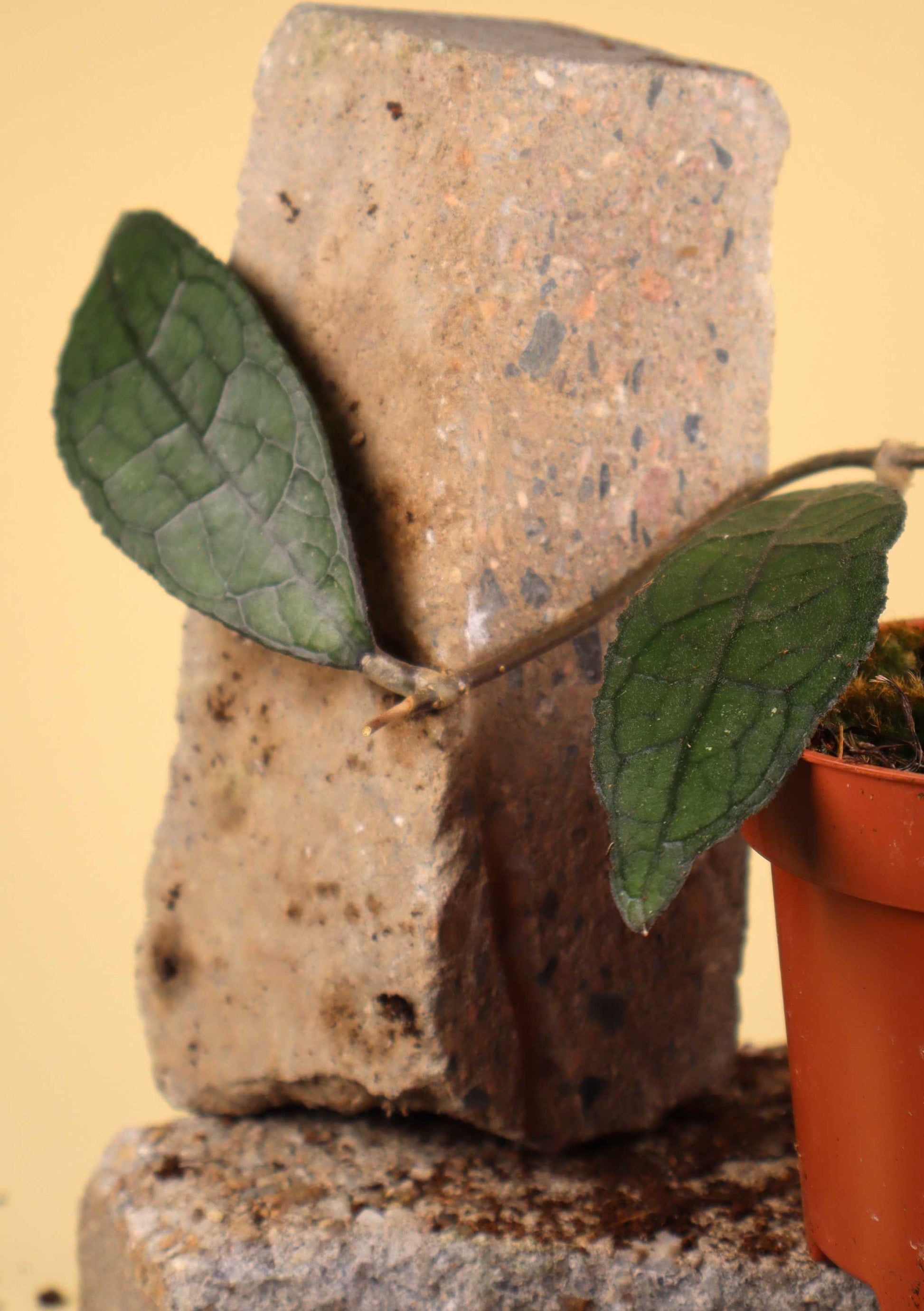 Hoya aff. clemensiorum