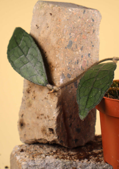 Hoya aff. clemensiorum