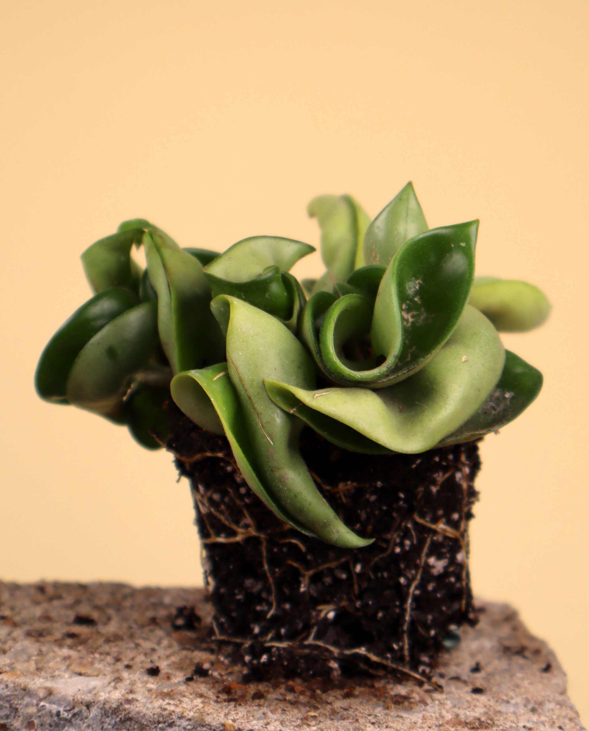 Hoya carnosa 'compacta'