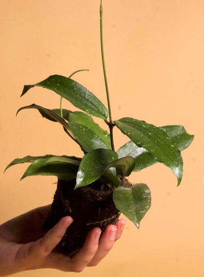oya erythrina