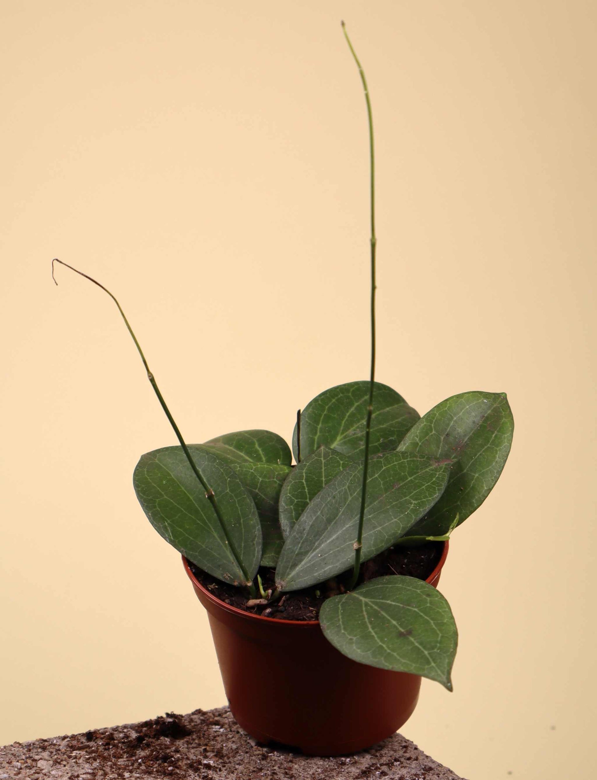 hoya fitchii