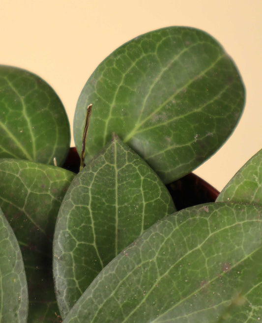 hoya fitchii