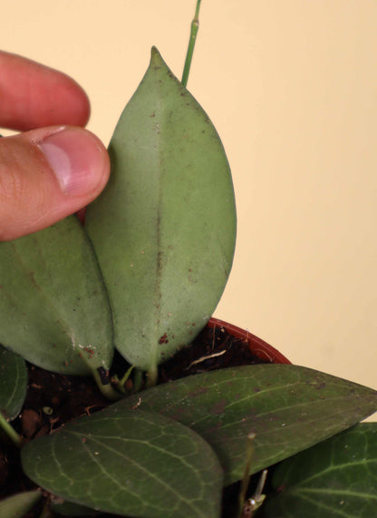 hoya fitchii