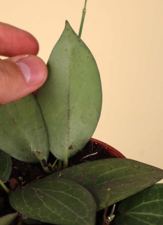 hoya fitchii
